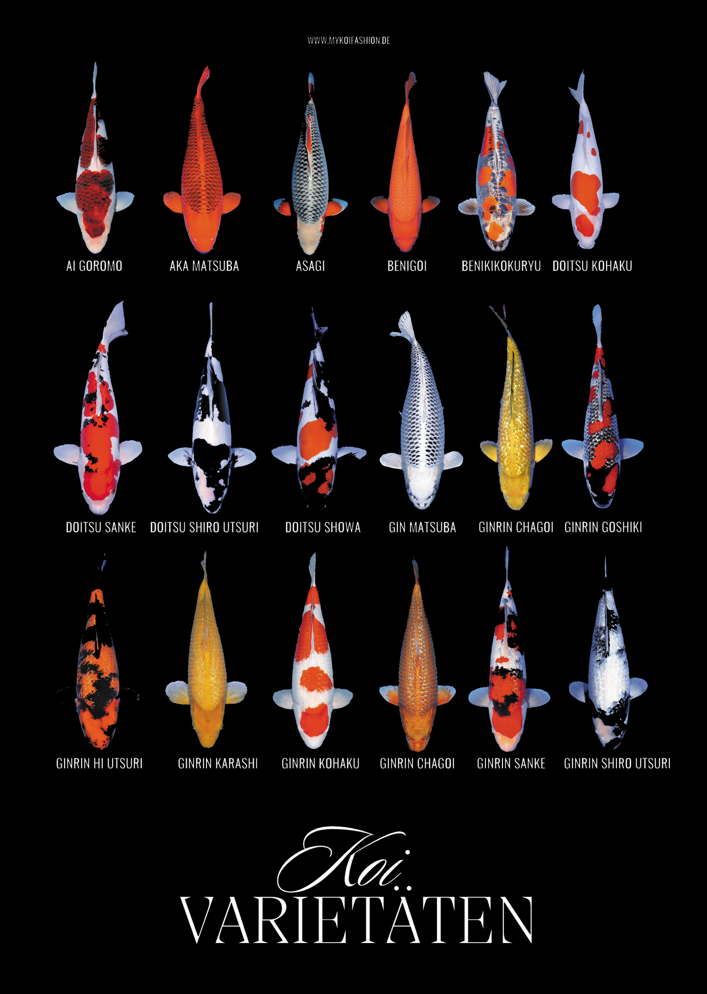 Koi Varietäten Poster – Edles Wandposter mit 18 Koi-Arten