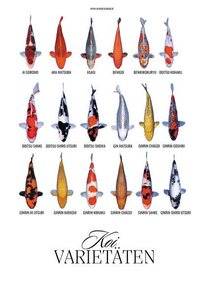Koi Varietäten Poster – Edles Wandposter mit 18 Koi-Arten