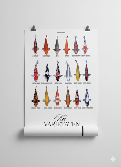 Koi Varietäten Poster – Edles Wandposter mit 18 Koi-Arten